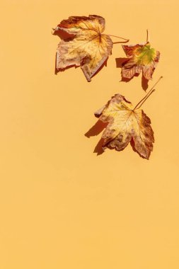 Pastel turuncu renkli arka planda gölgeli kurutulmuş akçaağaç yapraklarından oluşan minimal biçim bileşimi. Sonbahar, sonbahar, Şükran Günü konsepti. Düz yatış, üst görünüm