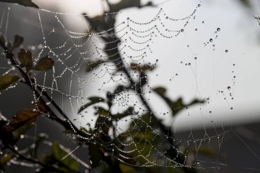Su damlaları olan örümcek ağı. Doğa konsepti. Seçici odak