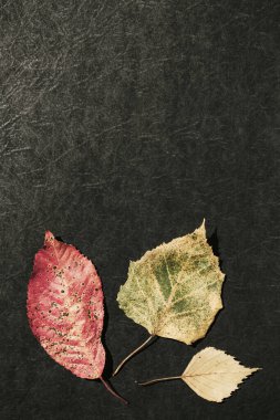 Koyu arkaplanda kurumuş desenli yapraklardan oluşan minimum biçim bileşimi. Sonbahar, sonbahar, Şükran Günü konsepti.