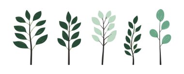 Ağaç ve yaprak koleksiyonu el çizimi düz tasarım vektör elementi. Botanik ağaç seti ve yapraklı ve yemyeşil olanlar.