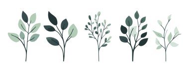 Ağaç ve yaprak koleksiyonu el çizimi düz tasarım vektör elementi. Botanik ağaç seti ve yapraklı ve yemyeşil olanlar.