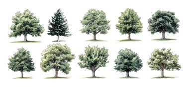 Çiçek açan ağaçlar ve ormanlar içeren suluboya stili vektörlerin Botanik Vektör Elementleri koleksiyonu, çevre ve bahçe tasarımları için ideal