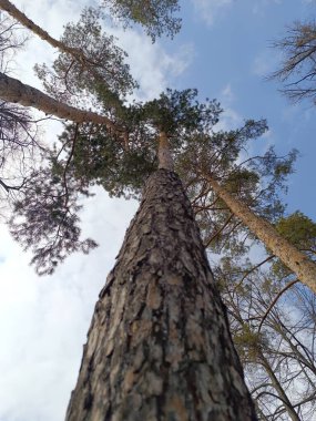 Ormandaki ağaç dalları