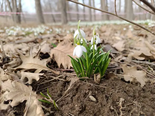 Ormanda kar damlaları. Bahar çiçekleri Ormanda kar damlası çiçekleri. Doğadaki beyaz kar damlası. Doğadaki kar damlası.