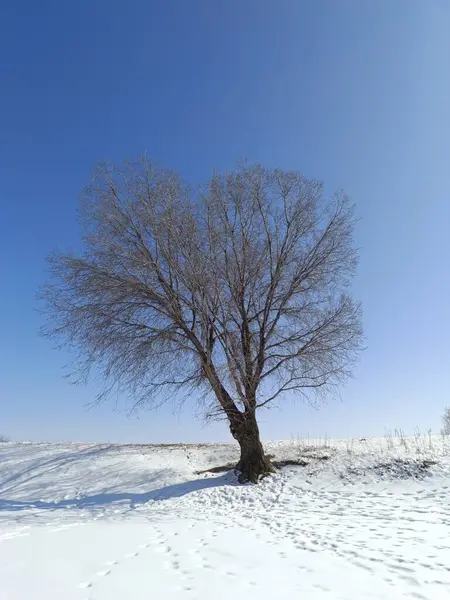 Yalnız ağaç kışın mavi gökyüzünün arka planında.