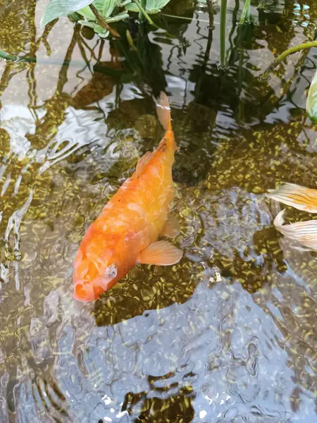 Göletteki güzel balık, koi