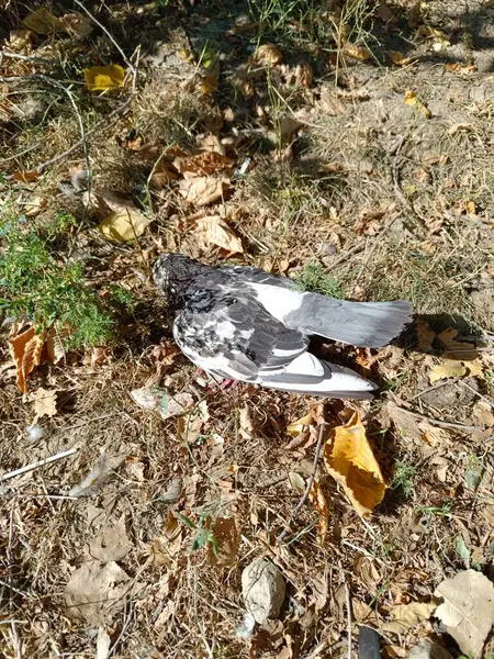 Yere düşmüş bir kuş.