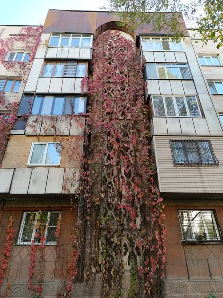Şehirdeki eski bina, genç kız üzümleriyle kaplı bir apartmanın duvarı.