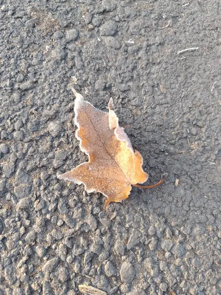 Sonbahar yaprakları, sonbahar çiçekleri ve yapraklar, karla kaplı düşmüş bir yaprak..