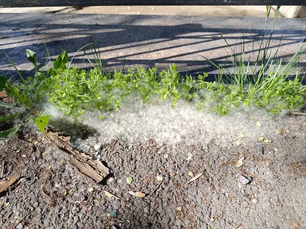 Nisan 'da ilkbaharda kavak tüyü.