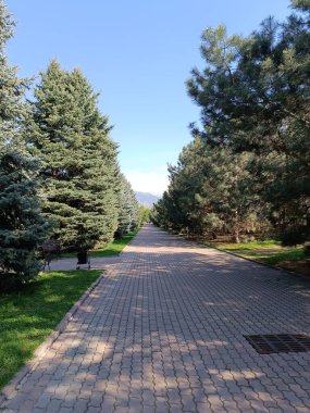 Bir bahar parkında çam ağacından uzun bir ara sokak