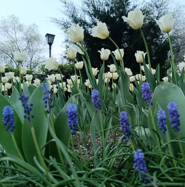Bahçedeki güzel çiçekler