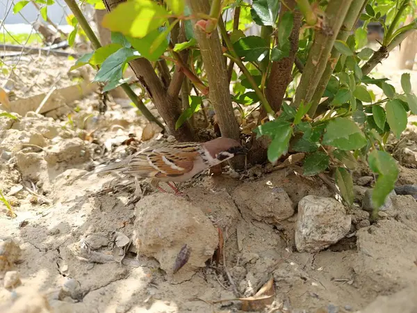 Bir kuşa yaklaş, serçe.