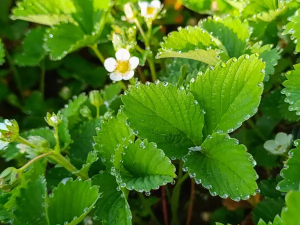 Çilek yapraklarına çiy damlaları düşer..