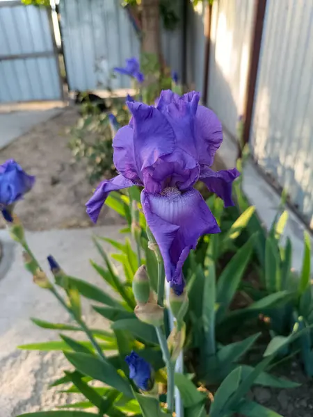 Bahçedeki güzel iris çiçeği