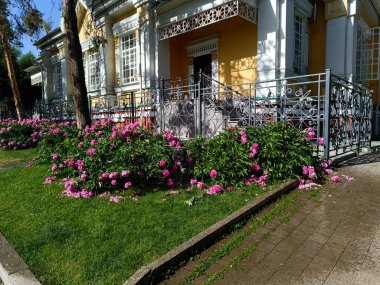 Mayısta açan güzel şakayıklar.