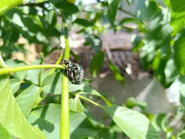 Ceviz dalında bakır bronz böcek.