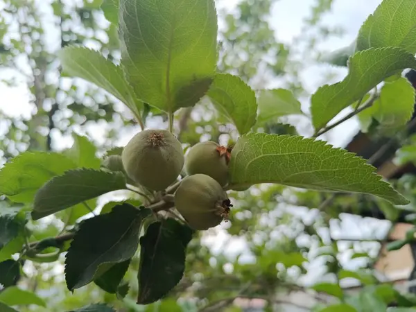 yeşil yapraklar, bitkiler ve yapraklar, yeşil elmalar