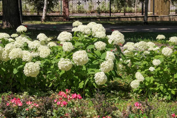 Parkta beyaz ortanca.