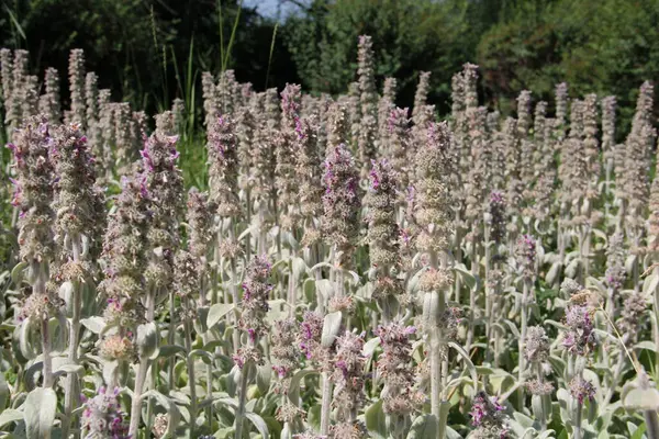 Tavşanın kulaklarına benzeyen tüylü yaprakları için 