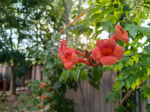 Bahçedeki güzel çiçekler