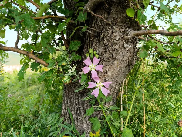 Güzel botanik fotoğrafı, doğal duvar kağıdı. Ağaç gövdesinin arka planında güzel, yumuşak çiçekler..