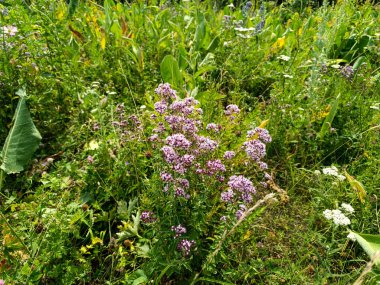 Temmuz 'da çiçek açan yabani kekik çalısı.