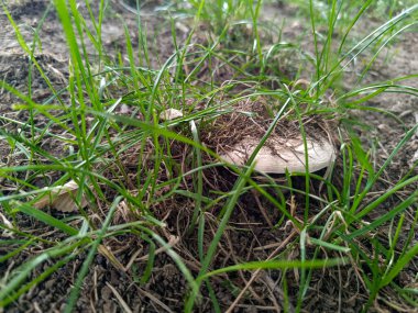 Beyaz mantarlı yeşil çimen, yeşil çimenlerin arasında yaz şampiyonu