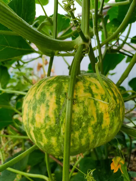 Taze organik balkabağını dalın üzerine kapatın.