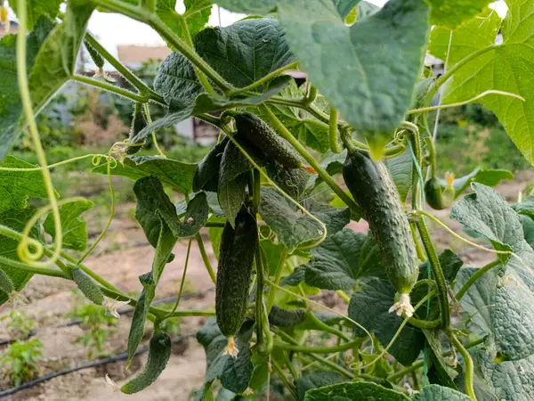 Çardakta taze yeşil organik salatalıklar.