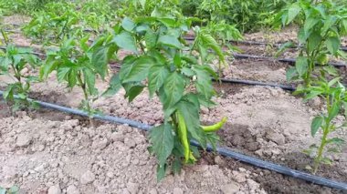 yeşil biber yetişiyor, bahçedeki organik biberler sulanıyor.