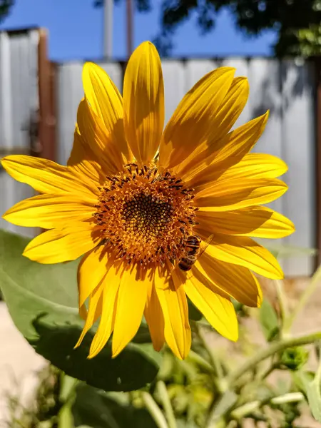 Üzerinde arı olan bir ayçiçeği.