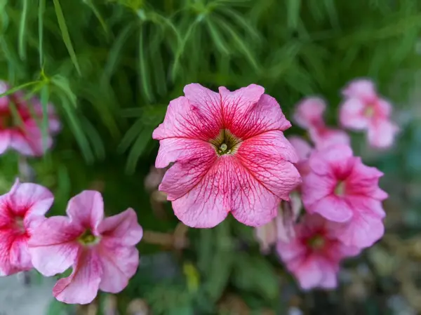 Güzel petunya çiçeğine yaklaş
