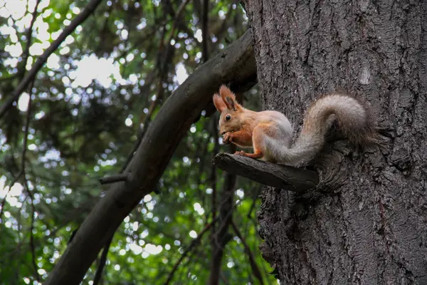 Güzel bir kırmızı sincap ağaçta fındık kemiriyor.