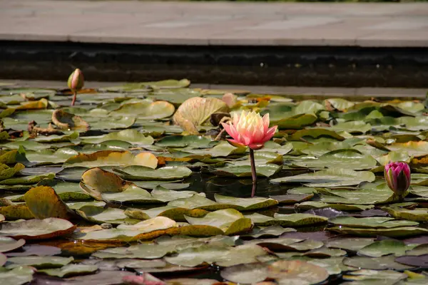 Nymphaea, eylülde sonbaharda bir nilüfer.