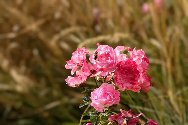 Eylül 'de pembe gül çalısı