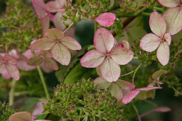 Eylül 'de güzel pembe ortanca çiçekleri