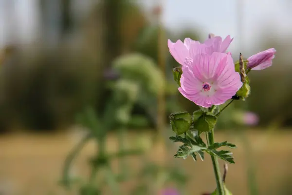 Eylül 'de misk kokulu çiçek