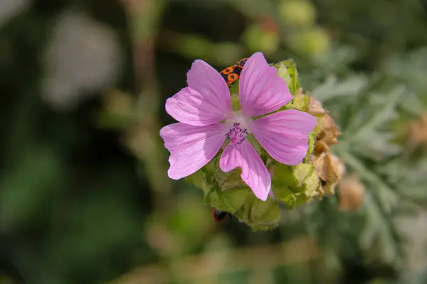 Eylül 'de misk kokulu çiçek