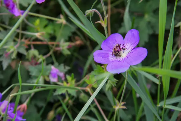 Sardunya çiçeğinin üzerinde bir arı