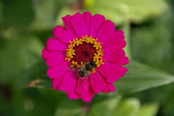 Zinya çiçeğinin üzerinde uçan bir sinek.