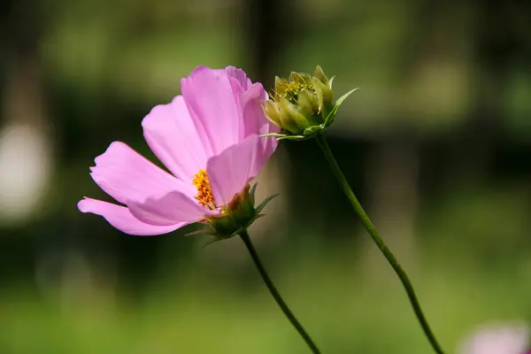 Pembe güzel kozmos çiçeği bulanık yeşil çimen arka planda, sonbahar çiçekleri