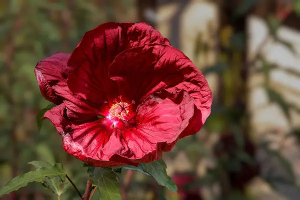 Açık büyüyen renk çiçeği yakın