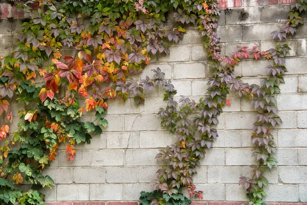 Bakire üzümleri ve renkli sonbahar yapraklarıyla kaplı tuğla bir duvar.