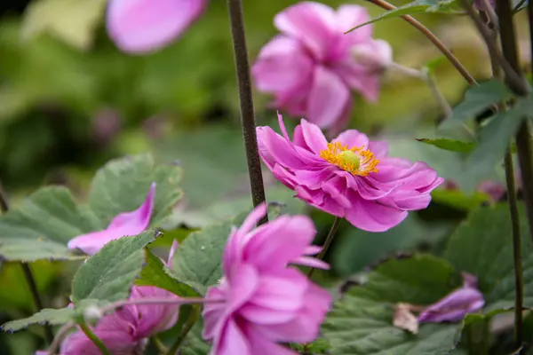 Güzel pembe Japon şakayığı çiçeği