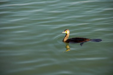 Gölde yüzen büyük mavi balıkçıl.