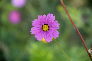 Bahçedeki güzel kozmos çiçeği