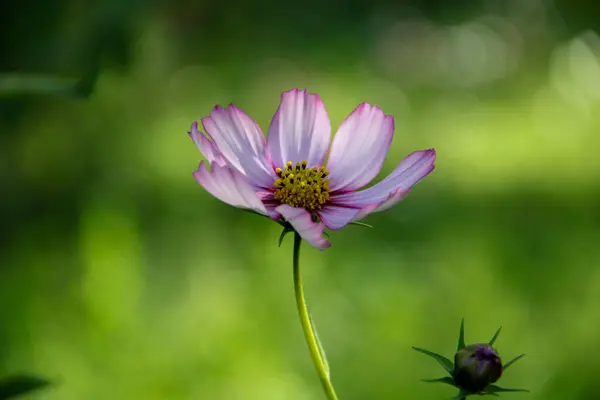 Bahçedeki güzel çiçekler