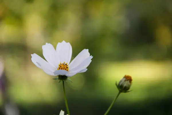 Bahçedeki güzel beyaz çiçek