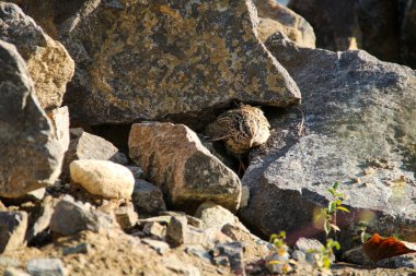 Kayalarda saklanan sıradan bir bıldırcın.